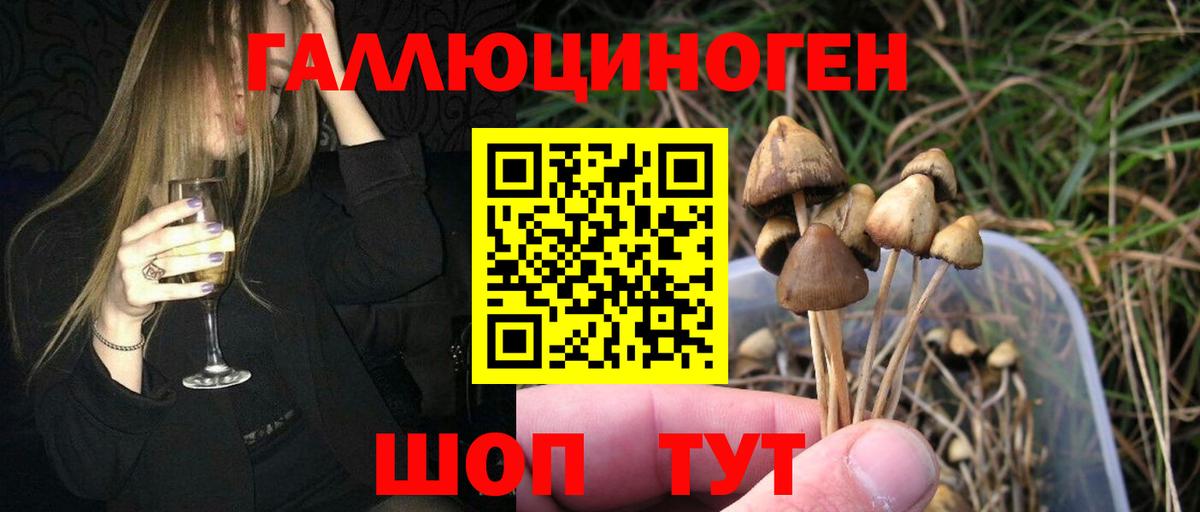 Псилоцибиновые грибы Psilocybe Валуйки